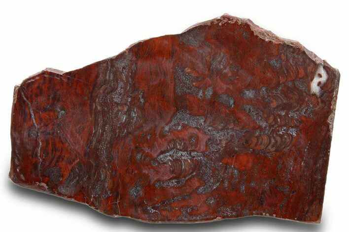 Polished Stromatolite (Collenia) Slab - Minnesota #311087